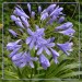 agapanthus2