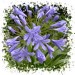 agapanthus