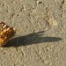 schmetterling
