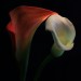 calla