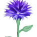 WischBlume