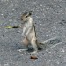 Unter Beobachtung-indian-palm-squirrel