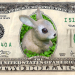 dollar_hase