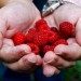 Haende_Himbeeren
