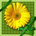 blume gelb 14