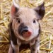 agriculture-84702_640