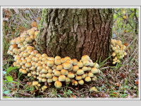 Foto-Wettbewerb im Oktober in der GIMP-Werkstatt Platz 2 von BertholdSW