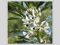 Foto-Wettbewerb im Oktober in der GIMP-Werkstatt Platz 2 von BertholdSW