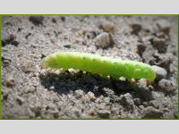 Foto-Wettbewerb im April in der GIMP-Werkstatt Platz 2 von BertholdSW