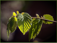 Foto-Wettbewerb im April in der GIMP-Werkstatt Platz 3 von BertholdSW
