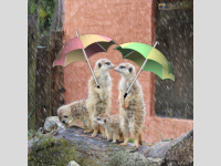 Werkstattbild-Wettbewerb Platz 1 im März von schimmeline