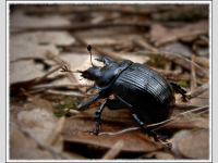 Foto-Wettbewerb im April in der GIMP-Werkstatt Platz 1 von bertholdsw