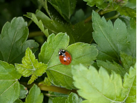 Foto-Wettbewerb im April in der GIMP-Werkstatt Platz 1 von enzo