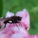 20220517-Weissdorn-5-Org-1zu1-1900x1900