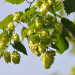 Hopfen