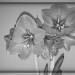 Amaryllis_sw