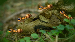 Waskrabbeltda
