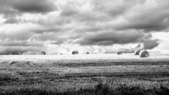 Ernte-sw-