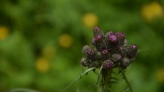 distel