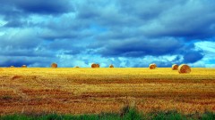 Ernte