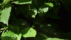 Spinne