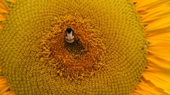 Sonnenblume