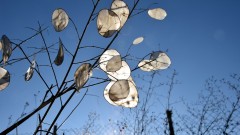 silber2
