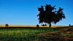 Baum2