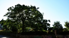 Baum