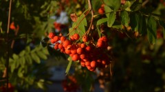 Fruechte3