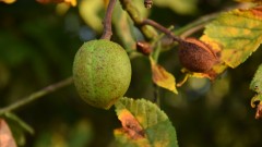 Fruechte4