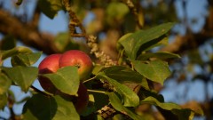 Fruechte5