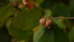 Fruechte6