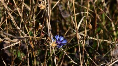 Kornblume