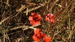 Mohn