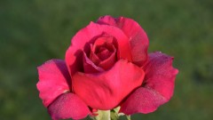 Rose1