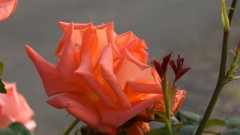 Rose2