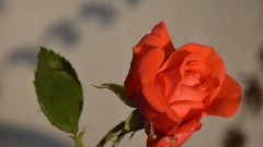 Rose3