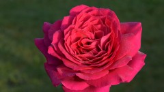 Rosetau