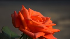 Taurose1