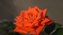 Taurose