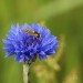 Kornblume mit Insekt