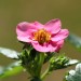 Erdbeerblüte