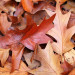 Herbstlaub