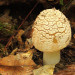Pilz