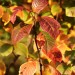 herbstliches