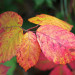 Herbst