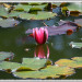20250621-Seerose-1872x1200a4