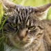 Foto ABC - J wie meine Katze Julia