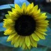Foto ABC - S wie Sonnenblume
